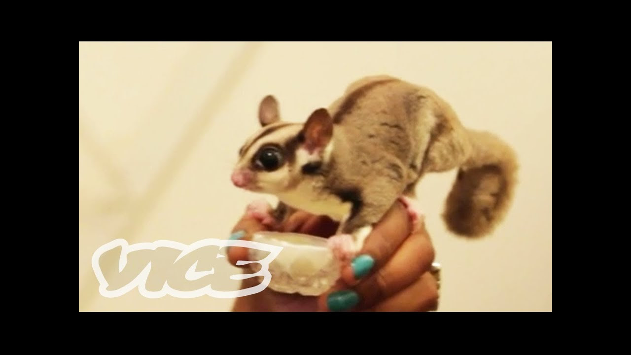 Domesticated Sugar Glider