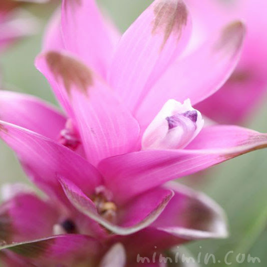 クルクマの花の写真 花言葉 名前の由来 みみみんブログ