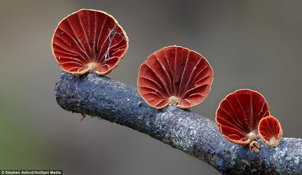 It's best side: The photographer waits for the perfect lighting conditions to showcase the fungi in all their glory. Anthracophyllum archeri is pictured, which is also known as the orange fan. Masses of the fungus can cover dead twigs in the forest
