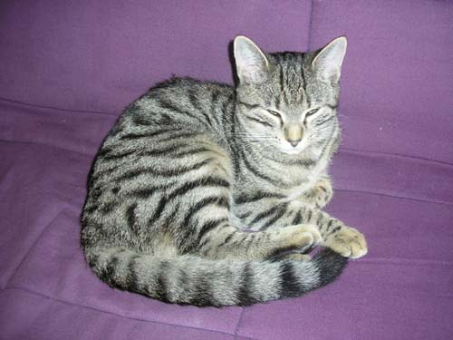 Races De Chats Chats
