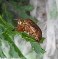 トマトの害虫一覧