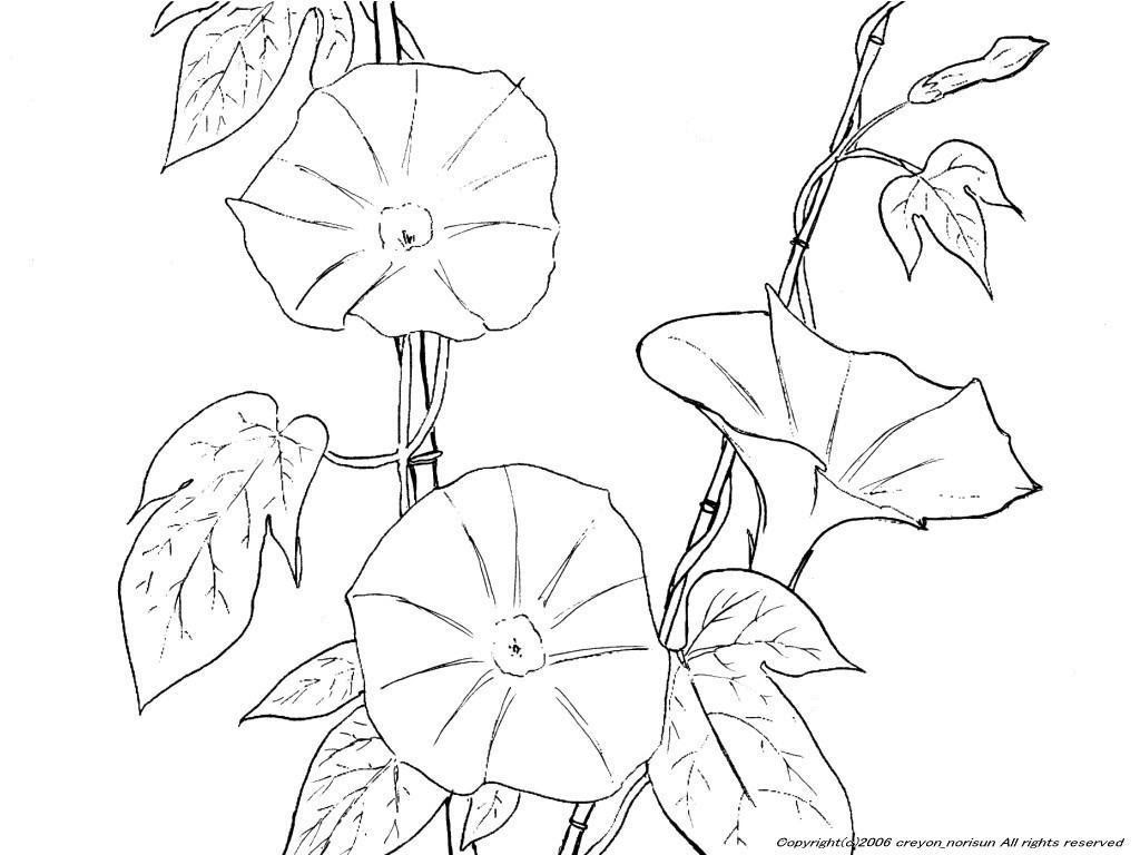 あさがおの下絵 夏の花のぬりえ