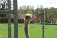 Marwell Zoo #12
