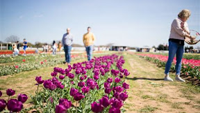 Discover the Best Time to Visit Texas Tulips for Unforgettable Spring Blooms