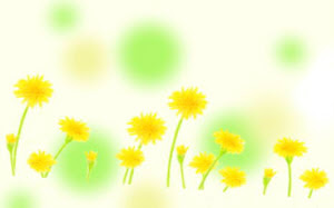 タンポポの季節や種類 セイヨウ カントウタンポポと似た花の見分け方や花言葉 菜乃 Sライブラリー