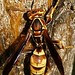 Polistes dorsalis