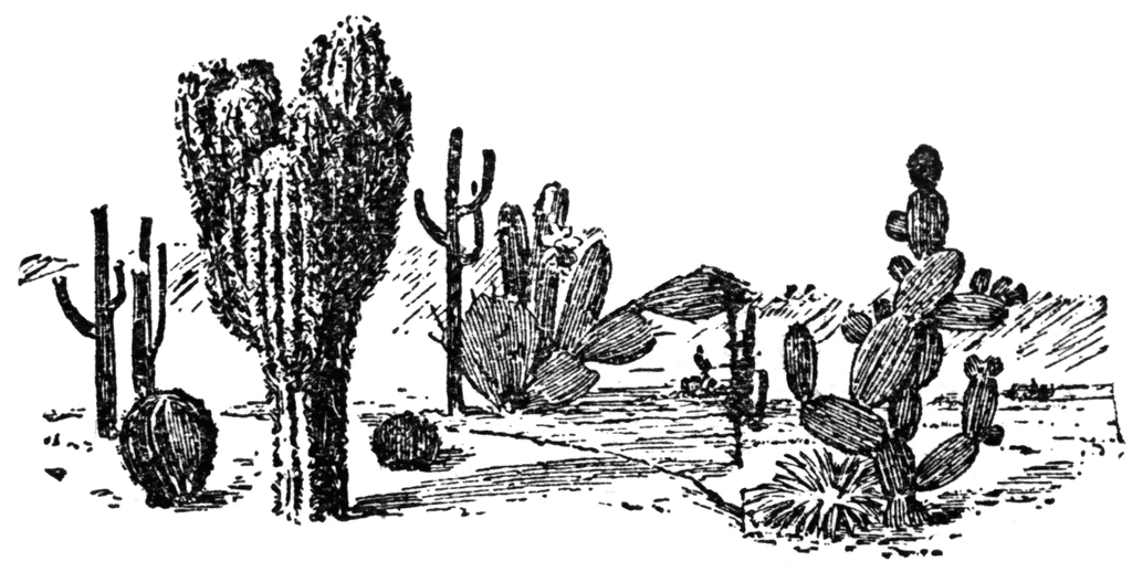 Cactus Plants | ClipArt ETC