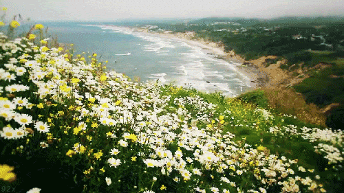 Ocean GIF - Find & Share on GIPHY 
