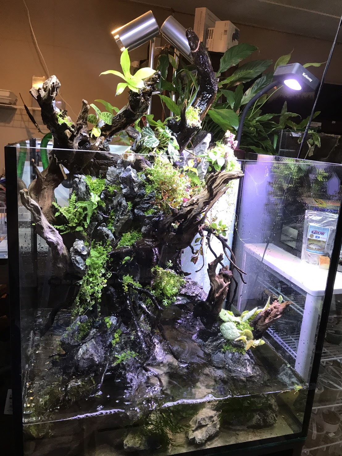 涼しげ 滝テラリウム水槽 Aquarium Tall Man