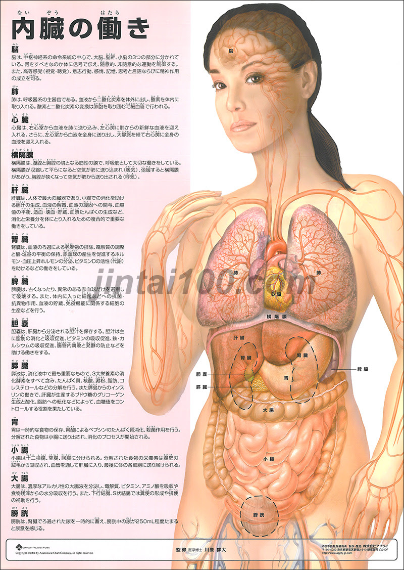 ミニポスター 内臓の働き