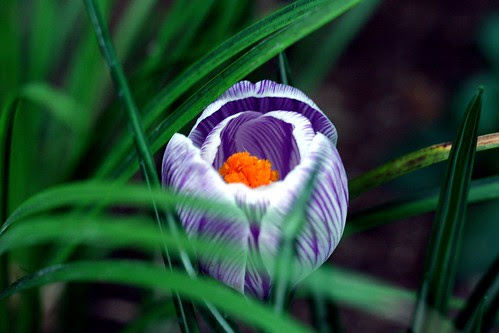 crocuses 2010