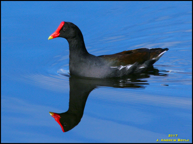Common Gallinule