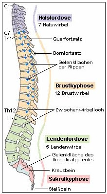 Aufbau Der Wirbelsaule Medizinfo