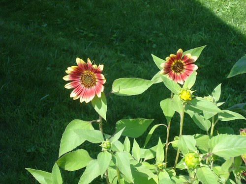 July 005