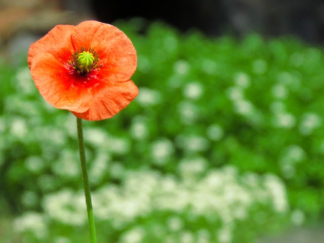 名前は ナガミヒナゲシ 道端に咲く可愛らしいオレンジ色の花の実態