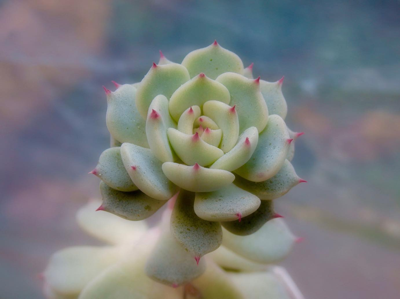 まぶさんのガーデニング 野ばらの精と静夜