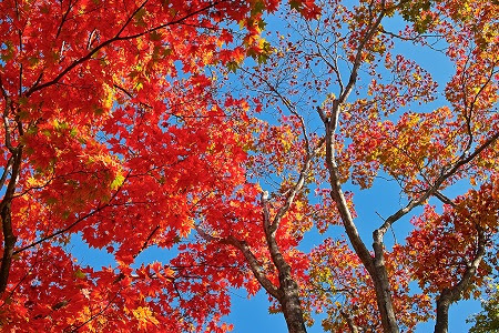 本土寺の紅葉はいつ見頃 ランチは ライトアップはするの ユーサンの知恵袋