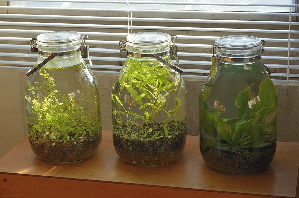 水草ノート ボトルアクアリウムの新たな置き場 それと新作発表 ラージパールグラス インバモ