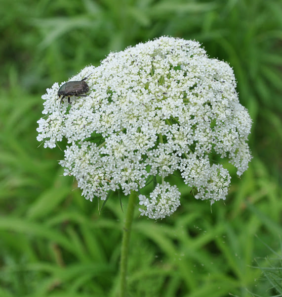 人参 ニンジン の花 ひと休み 介護110番