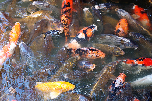 FishFrenzy