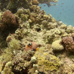 The Depth Controlled Color Correction (DCC) adjusts the colors based on depth