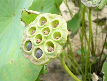 蓮の種 絵とガーデン アンの庭