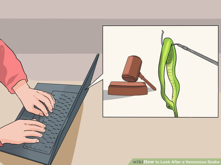 Look After a Venomous Snake Step 1 Version 2.jpg