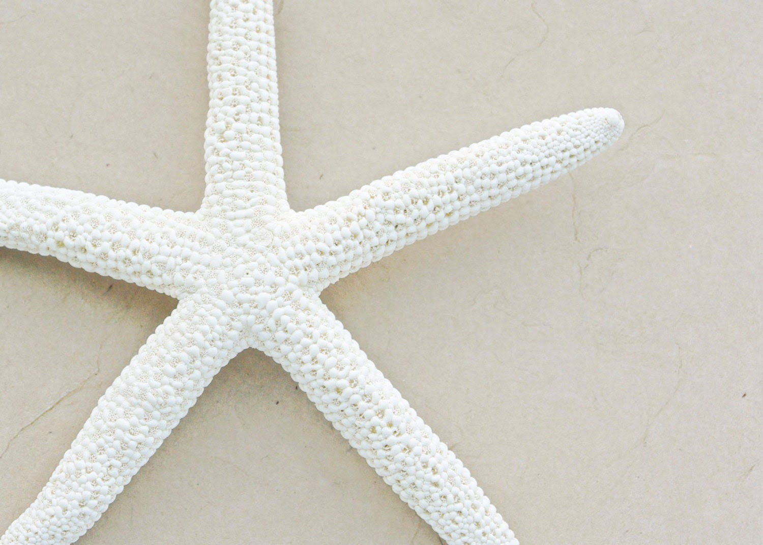 Starfish Seashell White Tan Beige Beach 5x7 Photography Print - LTphotographs