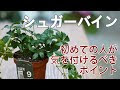【人気ダウンロード！】 観葉 植物 シュガーバイン 115721-観葉植物 シュガーバイン 風水