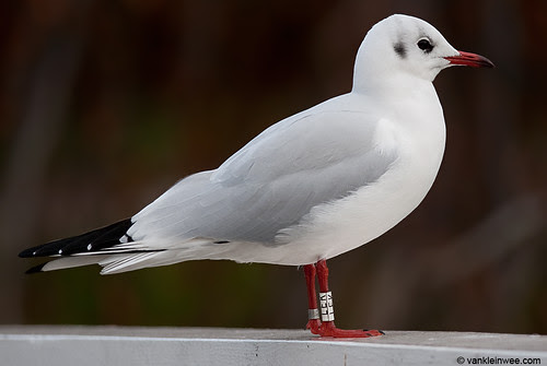 Black-headed Gull, adult, W[LEK]