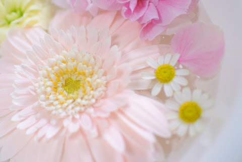 かわいいお花の撮り方講座 うめまる写真館