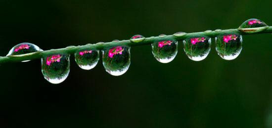 images of roses with rain drops. Rain drops on Roses or is it Roses in Raindrops.