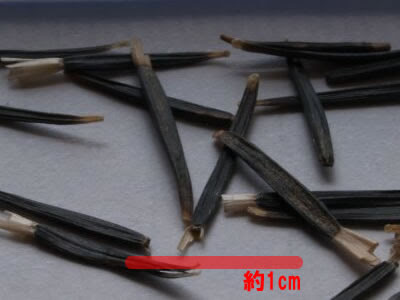 マリーゴールドとは ヤサシイエンゲイ