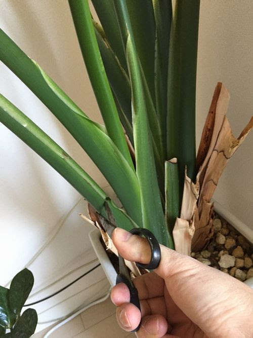 オーガスタの育て方 植え替えと仕立て直し 観葉植物ブログ緑組 植物の育て方