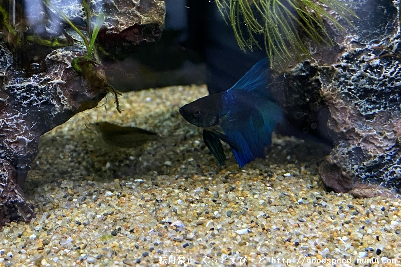 30cmベタ水槽 Phは下がらないしマツモに藻が生える ぐっどすぴーど