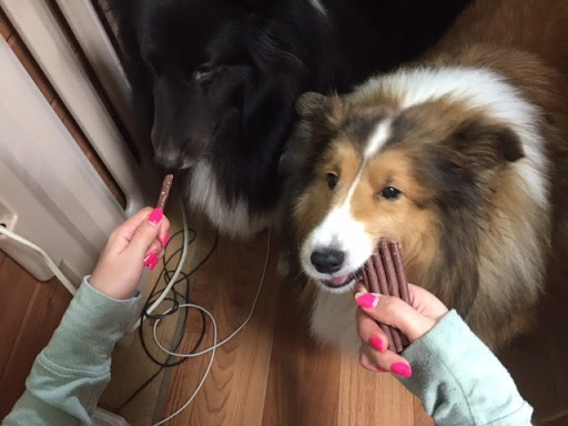 かわいい子犬屋さんのわんわん日記 ぎゃるちゃんのもぐたんひいき