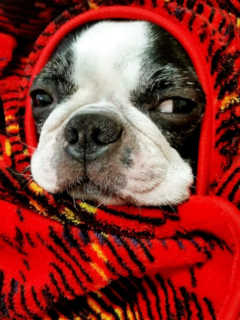 犬が体を震えさせるのはどうして 考えられる原因とは 犬の総合情報サイト ペットスマイルニュースforワンちゃん