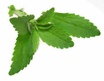 STEVIA EN VENEZUELA