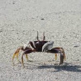 冬の時期のサワガニの飼い方や餌について カニlab