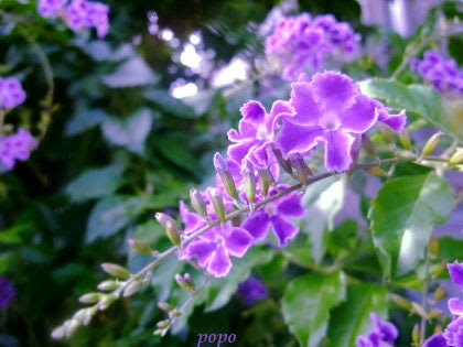 まだ咲いていた デュランタ宝塚 小さな幸せ見ーつけた 写真