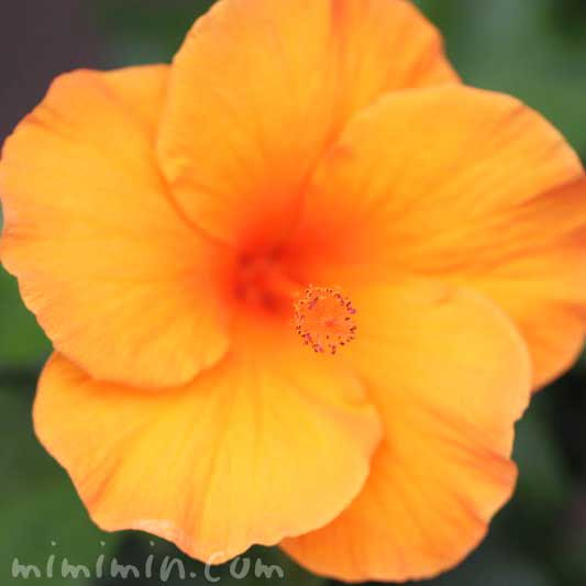 ハイビスカスの花言葉 名前の由来 オレンジ色のハイビスカスの花の写真 みみみんブログ