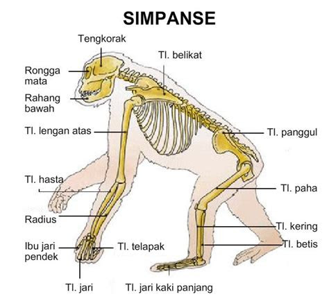 gambar organ gerak  hewan kelinci inspirasi terkini