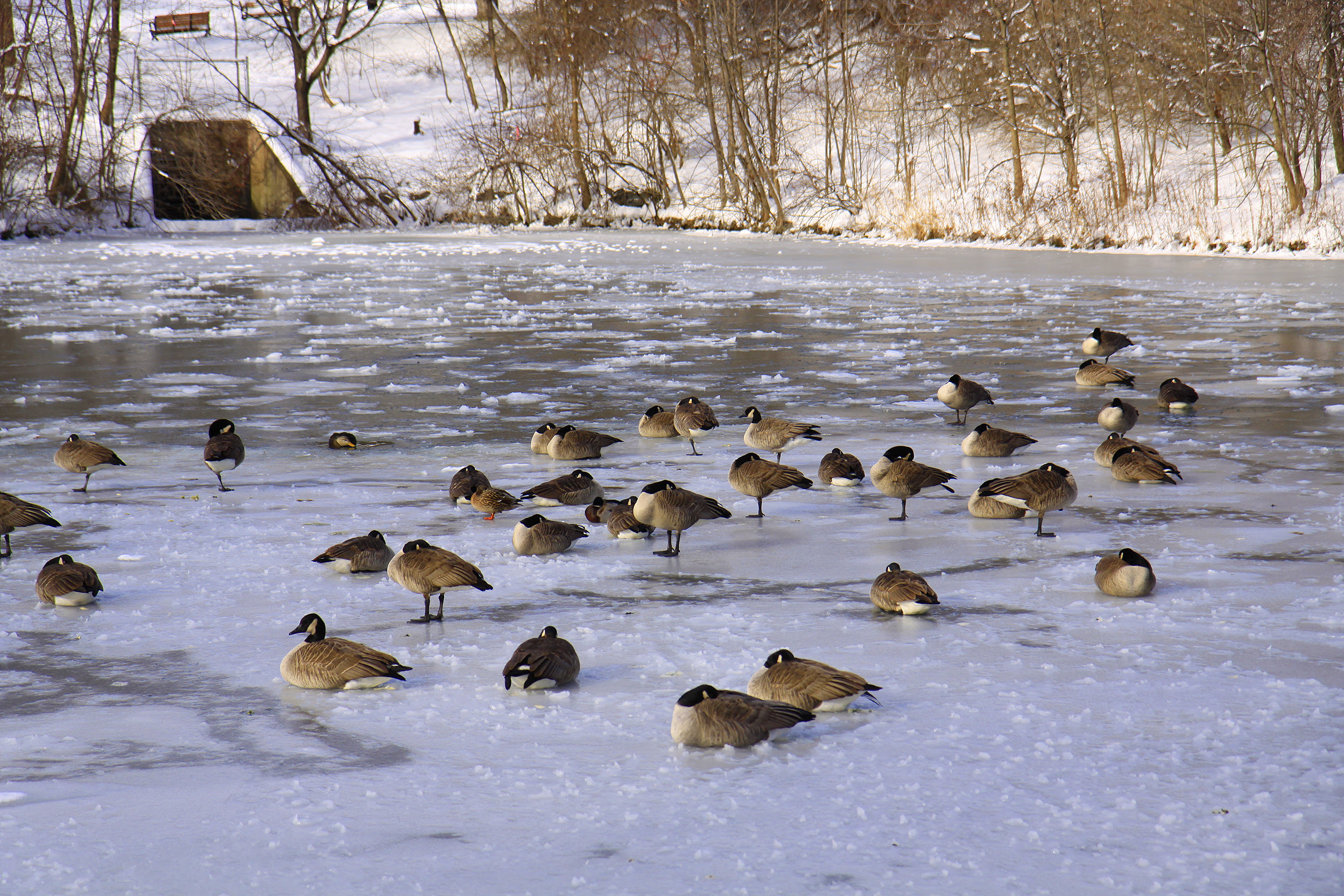 geese in sunshine