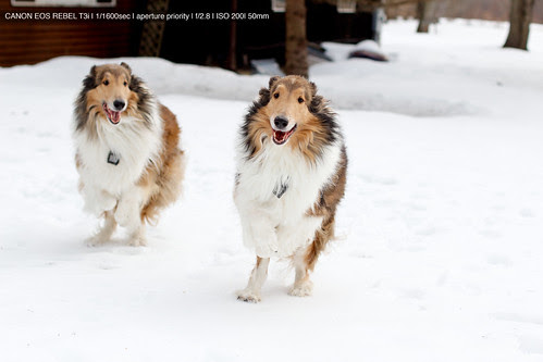 canon rebel t3i sample pictures. Canon EOS Rebel T3i image