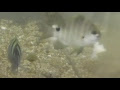 魚 画像 かわいい 317837-魚 画像 かわいい