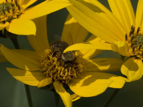 Honey Bee