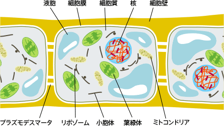 細胞壁 研究用語辞典 研究 Net