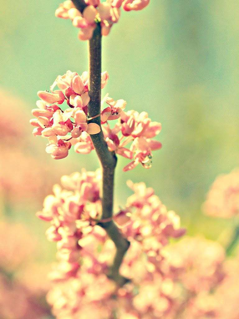 Redbud