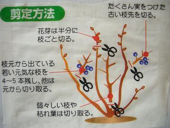 ブルーベリー剪定の仕方 ご家庭編 最強の農起業 脱サラ農業 極上ブルーベリーの楽園日記 好きな仕事があなたの人生を変える