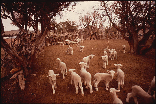 Herd of Sheep